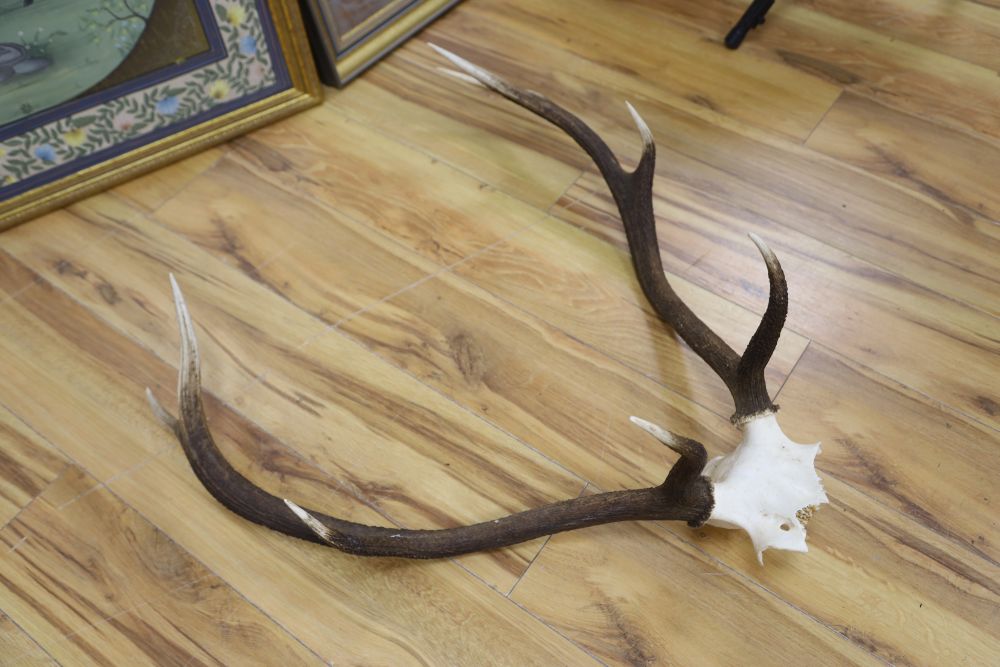 A pair of stag antlers, 72cm high